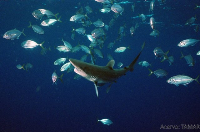 Carcharhinus signatus (Machote)